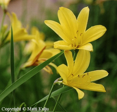 Hemerocallis graminea 'Jaakko' siropaivanlilja